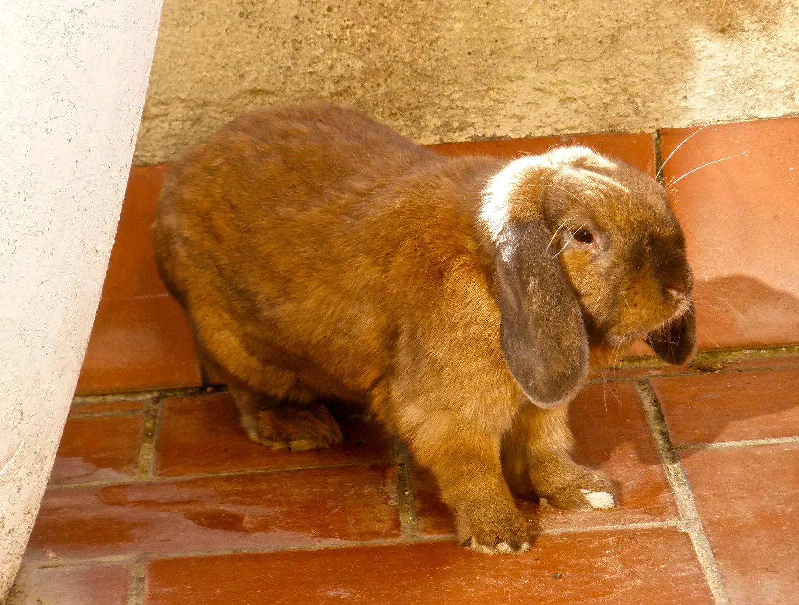 프렌치 롭 토끼