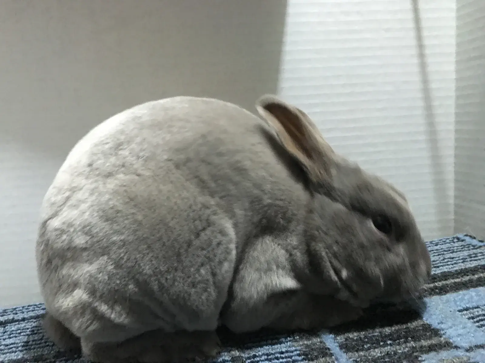 미니 렉스 토끼